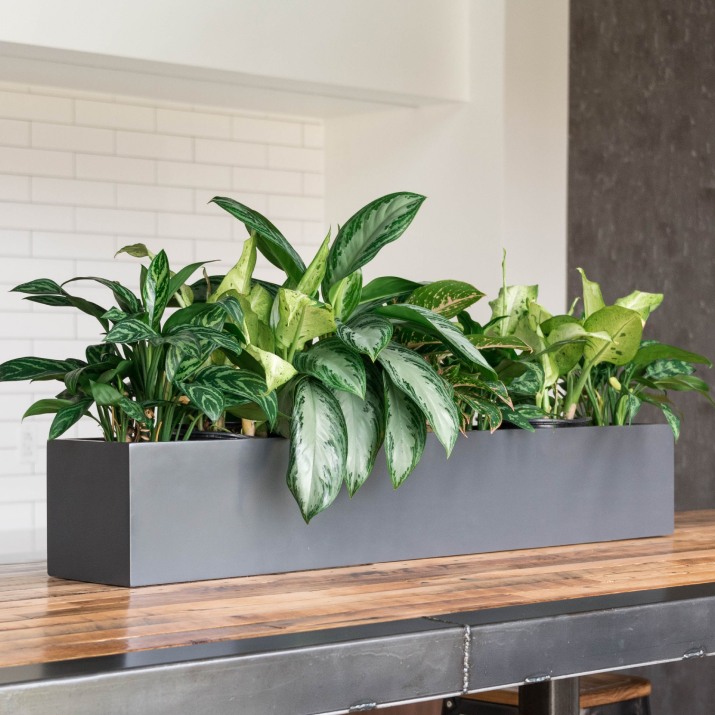 ePlanters Discount Codes 2025